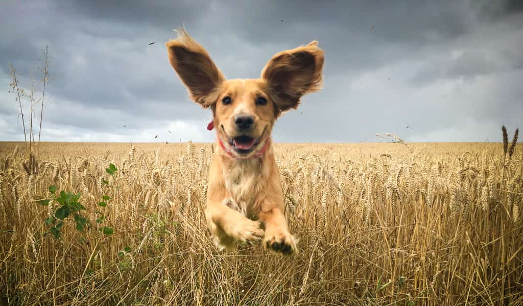 Understanding Good Paws